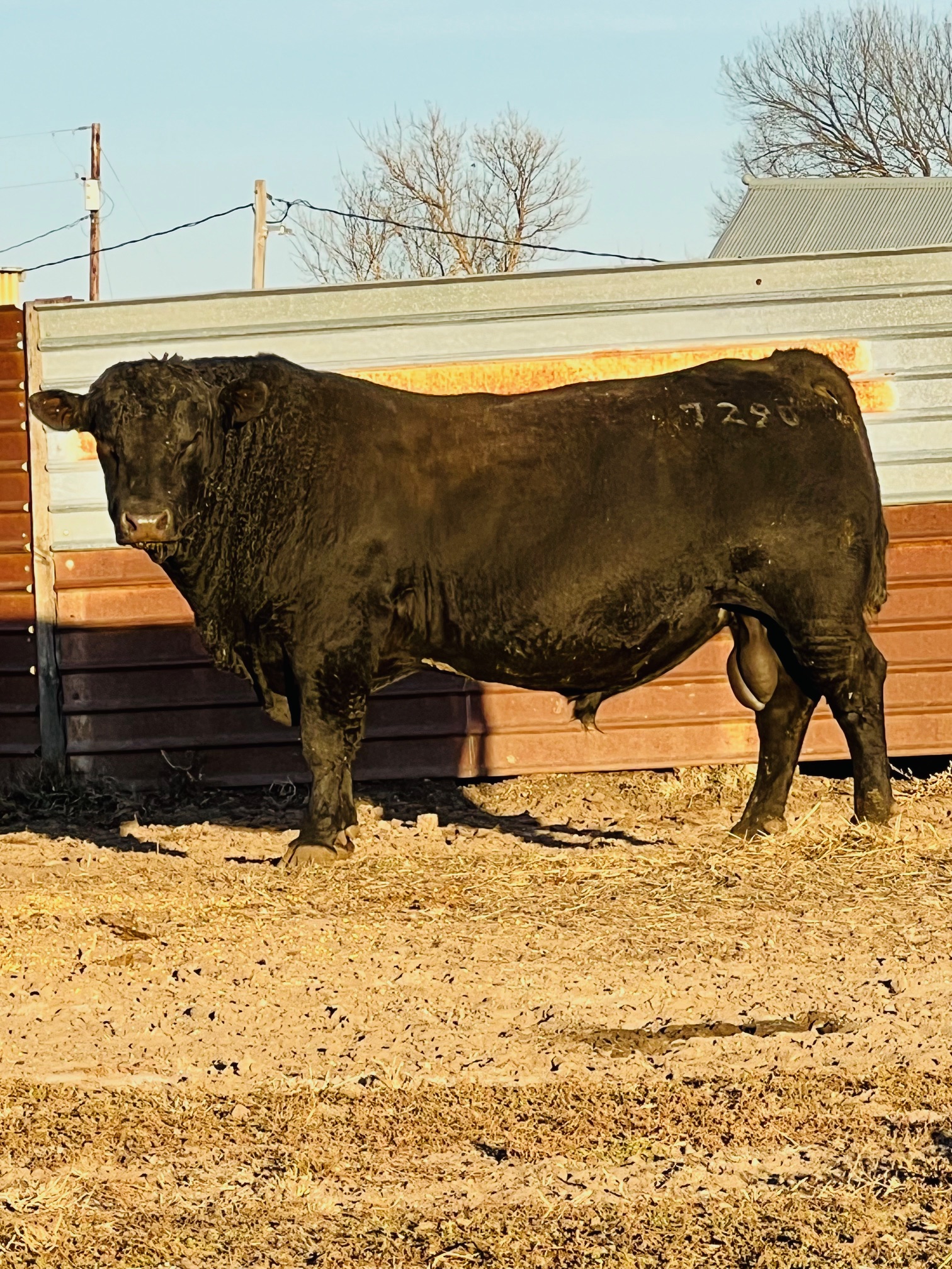 Silver Bit Angus Sires - Littau Angus Ranch